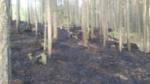 Požár lesa Boršíkov 2015